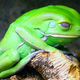 Image for article titled Soon, the frogs will control how our blood flows
